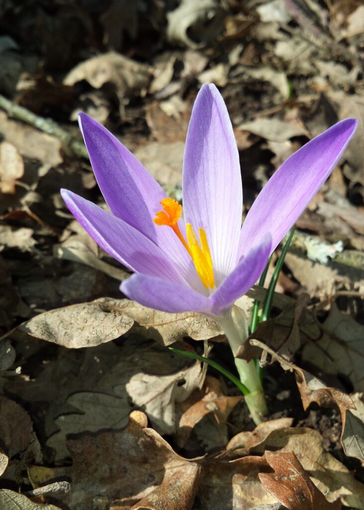 Saffron in Tuscany with purple crocus flowers growing near Pienza
