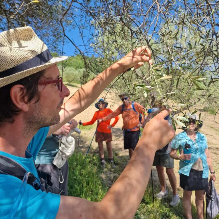 Learning about olive trees