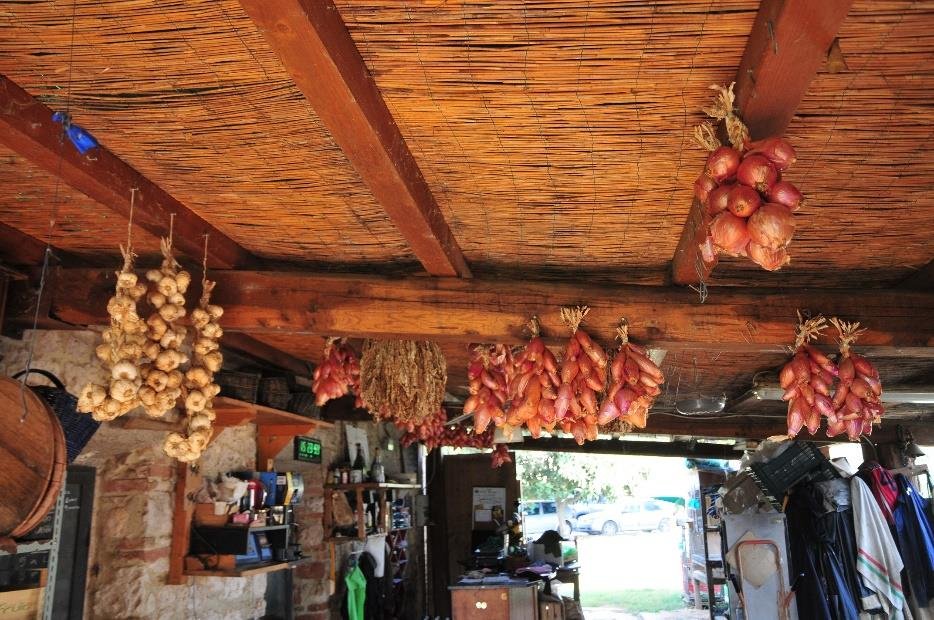 Hanging produce at the Ganozzi family farm (Iconic Tuscany walking tour with Walk About Italy)