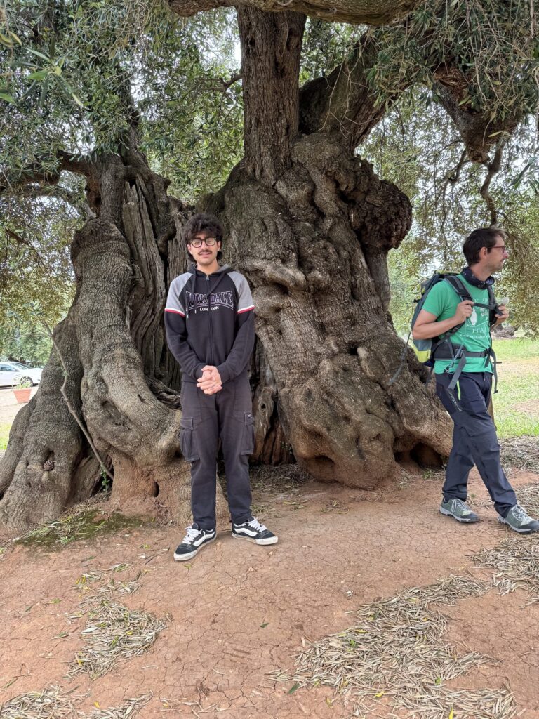 Meeting one of the old olive trees.