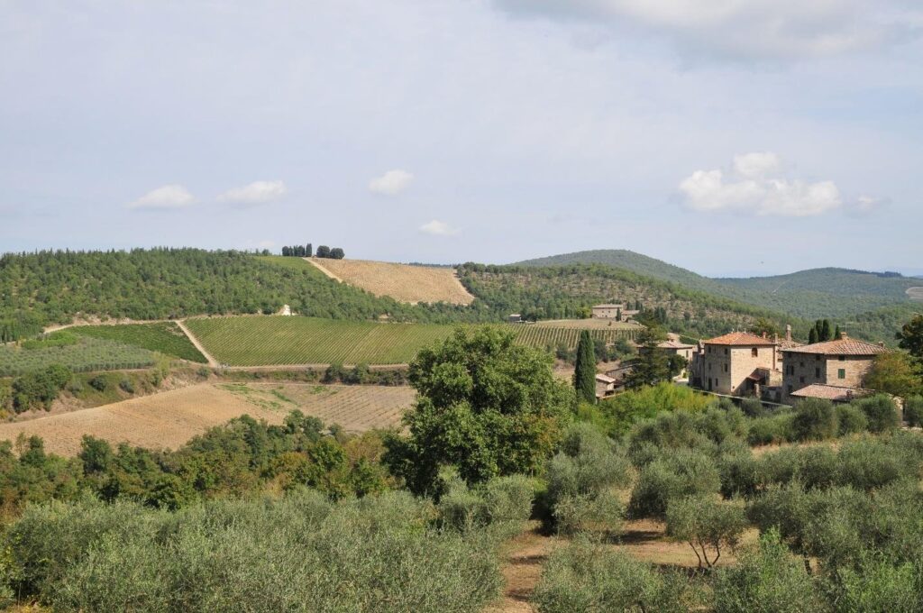 Tuscan farm villa with a vineyard nestled into the hillside and olive trees in the foreground (Iconic Tuscany walking tour with Walk About Italy)