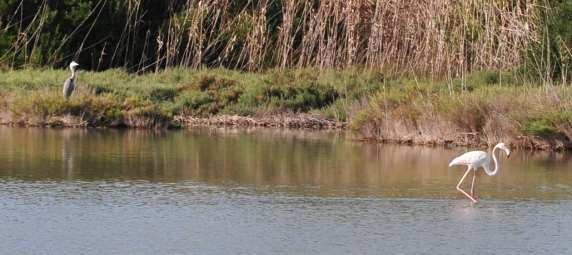 A heron and a flamingo at Vendicari (Secret Sicily walking tour with Walk About Italy)